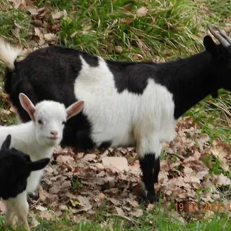 Farm stay Lucciano *